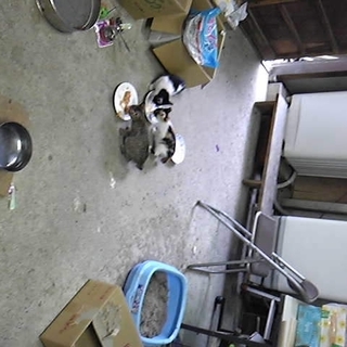 募集終了→応募者の一部に嘘あり→20日に殺処分予定