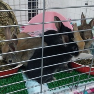 ミニウサギ６羽の里親募集中
