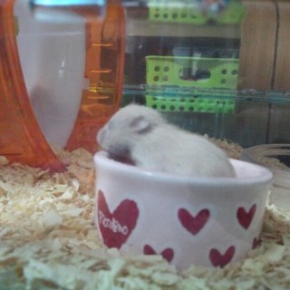 キンクマハムスターの里親募集中