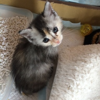 ３姉妹。残るは三毛猫？サビ猫？可愛い子です。