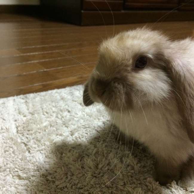 えーりーのカバー写真