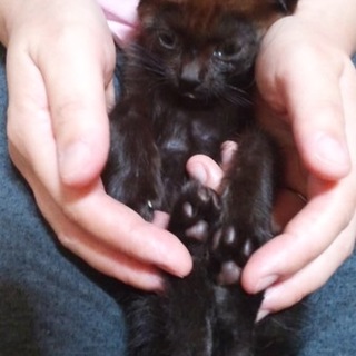 こげ茶系くろねこクン　生後一か月