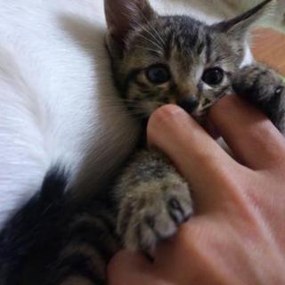 キジトラ♀生後1ヶ月齢のルビー♡ご家族さま決定！