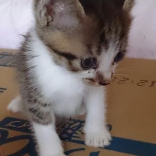 子猫の里親さん募集