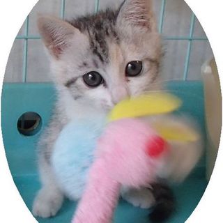 白血病キャリア兄妹、里親さん探しています。