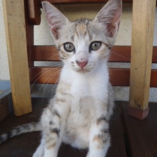 生後二ヶ月。薄いキジ虎。メス