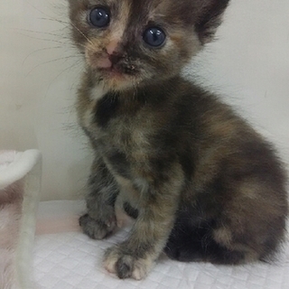 人が大好き！ベタ慣れ仔猫ちゃん  サビ  女の子