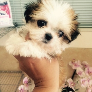 応募多数の為停止　生後６０日過ぎシーズーmix