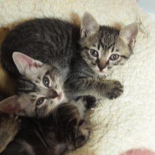 床下兄妹猫♪  男の子 仮名  ジューン