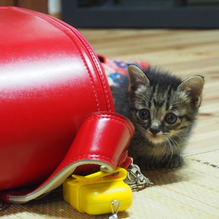 床下兄妹猫♪  女の子 仮名  アリー