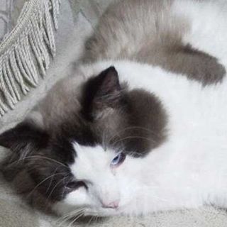 可愛いラグドールを募集中！