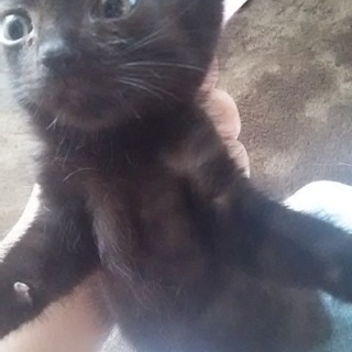 可愛い黒猫ちゃんです❤