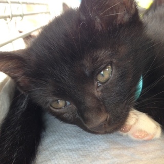 黒猫・しろくろ猫の4匹兄妹