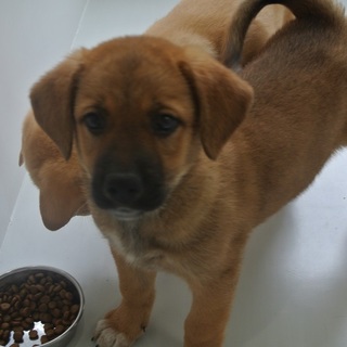 里親さん募集中です！