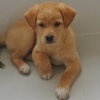 里親さん募集中です！