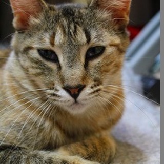 サビ猫、稲穂ちゃんの里親様になって下さい