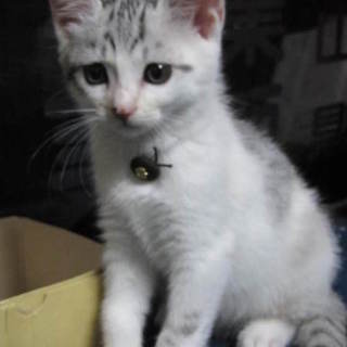 子猫の里親募集中