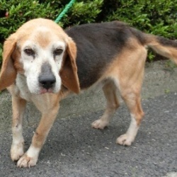 郡山市保健所　定期譲渡会