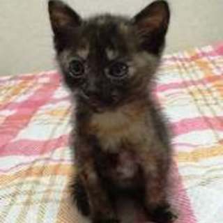 ヒロちゃん　サビ柄の女の子　1か月半くらい