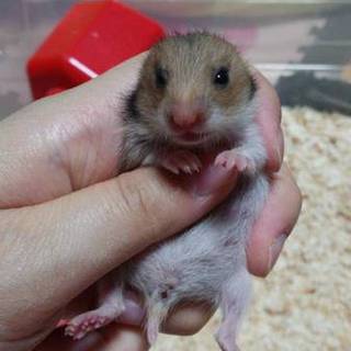 6/5生まれｺﾞﾙﾊﾑお渡し10月以降