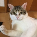 たぬき顔のネコちゃん、ポンタくん‼️ 