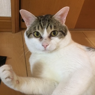たぬき顔のネコちゃん、ポンタくん‼️ 