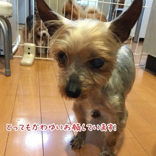 ちっちゃなヨーキーの女の仔*この葉ちゃん