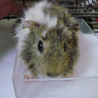 モルモットのベビーです！（管理番号1）