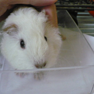 モルモットのベビー　（管理番号2）