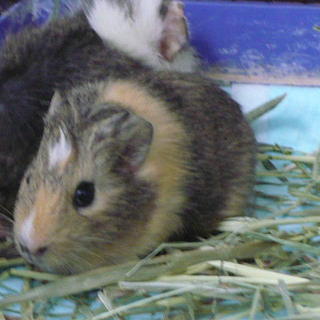 モルモットのベビーです！（管理番号3）