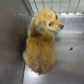 ◆雑種の可愛い男の子　ドナルドくん◆