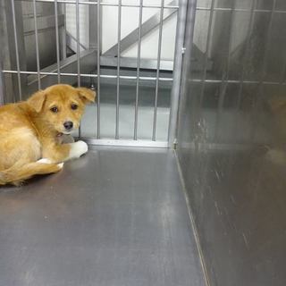 ◆雑種の可愛い男の子　ミッキーくん◆