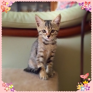 子猫の里親さん募集します