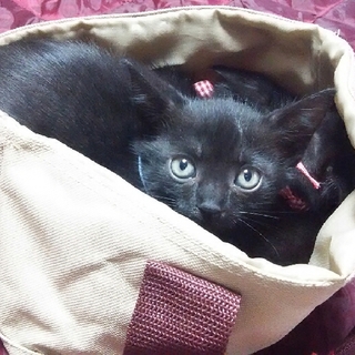 可愛い黒猫の里親募集中！！【動画あり】