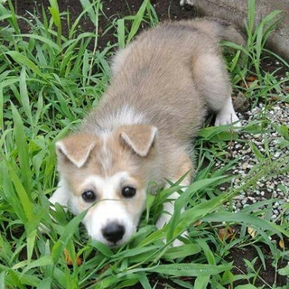 生後3か月仔犬、男の子、中～大型犬予想、室内飼育