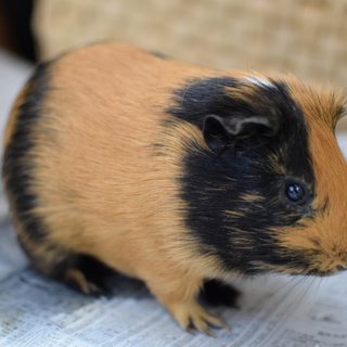 モルモット　里親募集しています