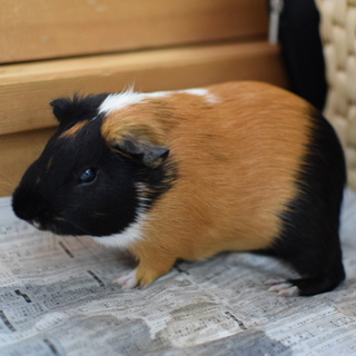モルモット　里親募集しています