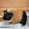 モルモット　里親募集しています サムネイル2
