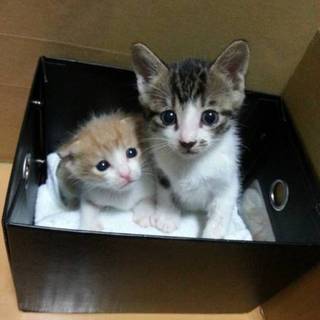 よろしくお願いします。やんちゃで可愛い2匹です。