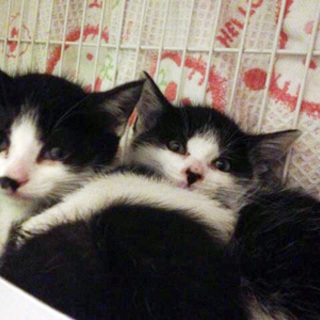 代理募集・白黒はちわれ兄弟３匹