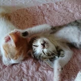 子猫の里親さん募集