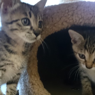 可愛がって下さる方に。