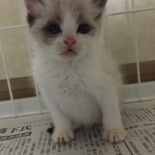 1ヶ月半頃の子猫です！