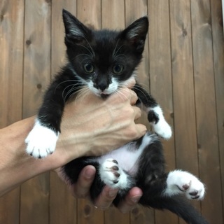 グレー白のシマシマ男子の里親募集