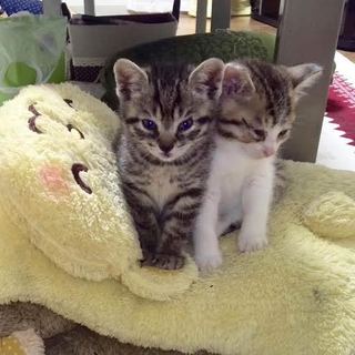 かわいい２匹の子猫ちゃん