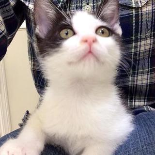 元気な八割れ君の里親募集