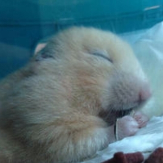 捨てられてたハムスターを保護してます