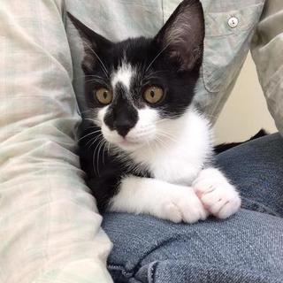 お鼻の模様が可愛い男の子里親募集