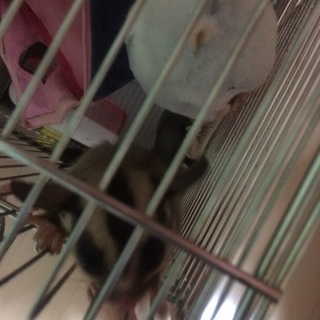 フクロモモンガをお願いします