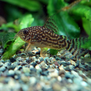 可愛いコリドラスステルバイ、ミニブッシープレコ